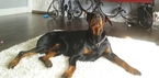 Small Photo #9 Doberman Pinscher Puppy For Sale in HIGH SPRINGS, FL, USA