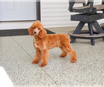 Small #9 Poodle (Miniature)