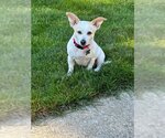 Small #3 Dachshund-Jack Russell Terrier Mix