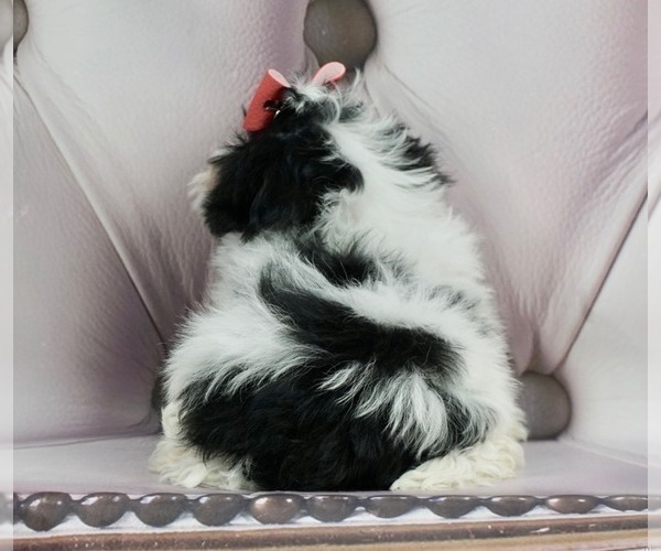 Medium Photo #3 ShihPoo Puppy For Sale in WARSAW, IN, USA