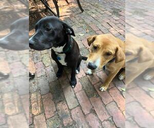Labrador Retriever Dogs for adoption in Spring Lake, NJ, USA