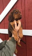 Bloodhound Puppy for sale in MONROE, NC, USA