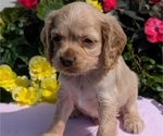 Puppy Turbo Cocker Spaniel