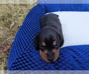 Dachshund Puppy for sale in LYONS, GA, USA