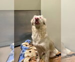 JUDY - Female Border Collie Dog for Adoption - Small photo
