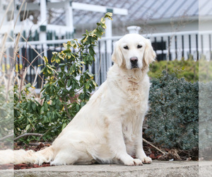 Mother of the Golden Retriever puppies born on 07/25/2025