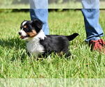 Small #4 Miniature Australian Shepherd