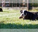 Small Photo #5 Olde English Bulldogge Puppy For Sale in PURCELLVILLE, VA, USA