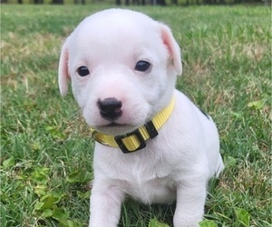 Jack Russell Terrier Puppy for sale in WETUMPKA, AL, USA