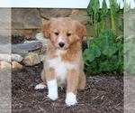 Small Photo #1 Aussiedoodle Miniature  Puppy For Sale in MANHEIM, PA, USA