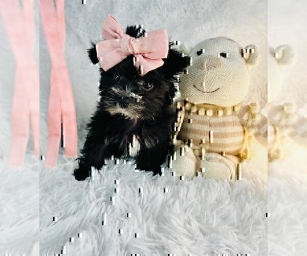 Medium Photo #20 Morkie Puppy For Sale in ORLANDO, FL, USA