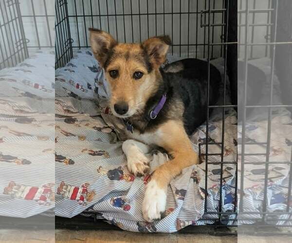 Medium Photo #3 Airedale Terrier-Collie Mix Puppy For Sale in Cookeville, TN, USA
