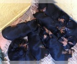 Small Photo #7 Doberman Pinscher Puppy For Sale in COLLEGE HEIGHTS DURANGO, CO, USA
