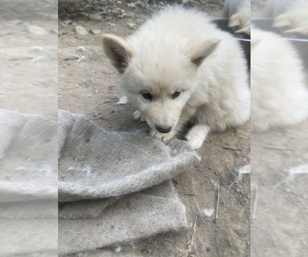 Medium Photo #7 Swiss Shepherd-Timber Wolf Mix Puppy For Sale in MAD RIVER, CA, USA