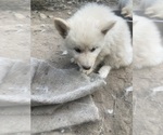 Small Photo #7 Swiss Shepherd-Timber Wolf Mix Puppy For Sale in MAD RIVER, CA, USA