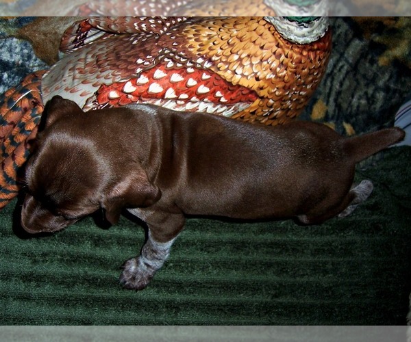 Medium Photo #4 German Shorthaired Pointer Puppy For Sale in ELBERTA, AL, USA