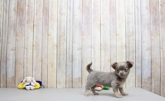 Chihuahua Puppy for sale in PORTSMOUTH, OH, USA
