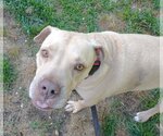 Small #2 American Pit Bull Terrier Mix