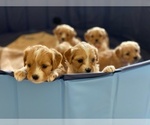 Small Photo #12 Cavachon-Cavapoo Mix Puppy For Sale in MONTECITO, CA, USA