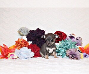Chihuahua Puppy for Sale in CHARLESTON, Arkansas USA