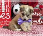 Small Photo #7 Pomsky-Poodle (Toy) Mix Puppy For Sale in CLAY, PA, USA