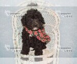 Small #9 Poodle (Toy)