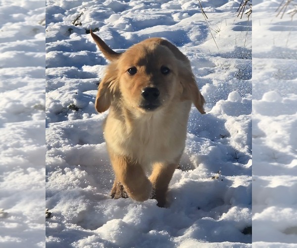 Medium Photo #1 Golden Retriever Puppy For Sale in RIGA, MI, USA