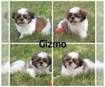 Small #16 Shih Tzu