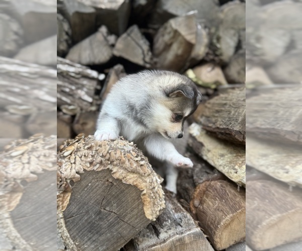 Medium Photo #4 Alaskan Klee Kai-Pomsky Mix Puppy For Sale in STAPLES, MN, USA