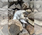 Small #3 Alaskan Klee Kai-Pomsky Mix