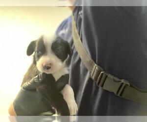 Border Collie-Unknown Mix Dogs for adoption in Visalia, CA, USA