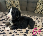 Puppy Girl 4 Australian Shepherd