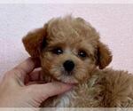 Small #3 Poodle (Toy)