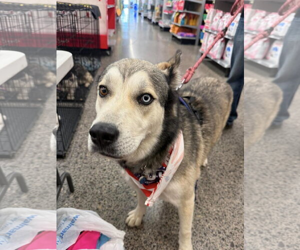 Medium Photo #3 Siberian Husky-Unknown Mix Puppy For Sale in Cedar Crest, NM, USA
