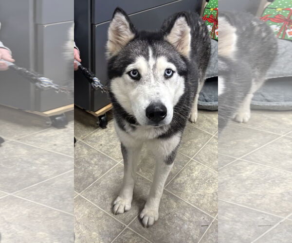 Medium Photo #1 Siberian Husky Puppy For Sale in Rustburg, VA, USA