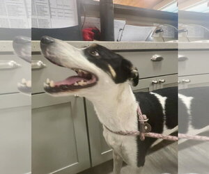 Poppy - Female Mutt Dog for Adoption - Photo #3