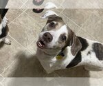 Small Beagle-Spaniel Mix
