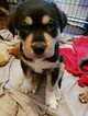 Small Photo #2 German Shepherd Dog-Siberian Husky Mix Puppy For Sale in GRAPE CREEK, TX, USA