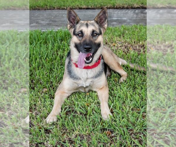 Medium Photo #3 German Shepherd Dog-Unknown Mix Puppy For Sale in Miami, FL, USA