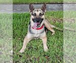 Small Photo #3 German Shepherd Dog-Unknown Mix Puppy For Sale in Miami, FL, USA