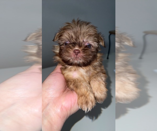 Medium Photo #5 Shih Tzu Puppy For Sale in TULARE, CA, USA