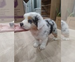 Puppy 5 Australian Shepherd