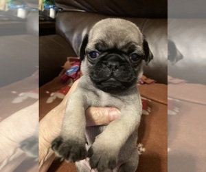 Pug Puppy for sale in SEVIERVILLE, TN, USA