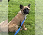 Small #33 German Shepherd Dog