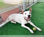 Small #4 American Bulldog-Pointer Mix