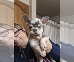 Puppy 1 French Bulldog