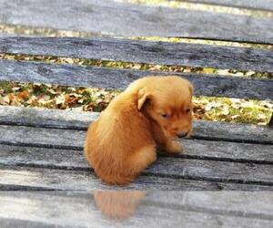 Golden Retriever Puppy for sale in LEON, KS, USA