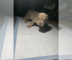 American Bully Puppy for sale in WINSTON SALEM, NC, USA