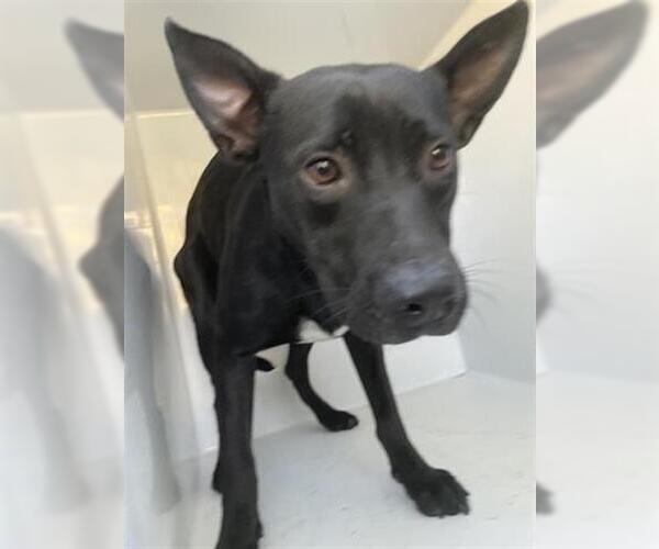 Medium Photo #1 Labrador Retriever-Unknown Mix Puppy For Sale in Houston, TX, USA