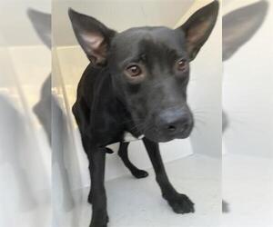 Labrador Retriever-Unknown Mix Dogs for adoption in Houston, TX, USA